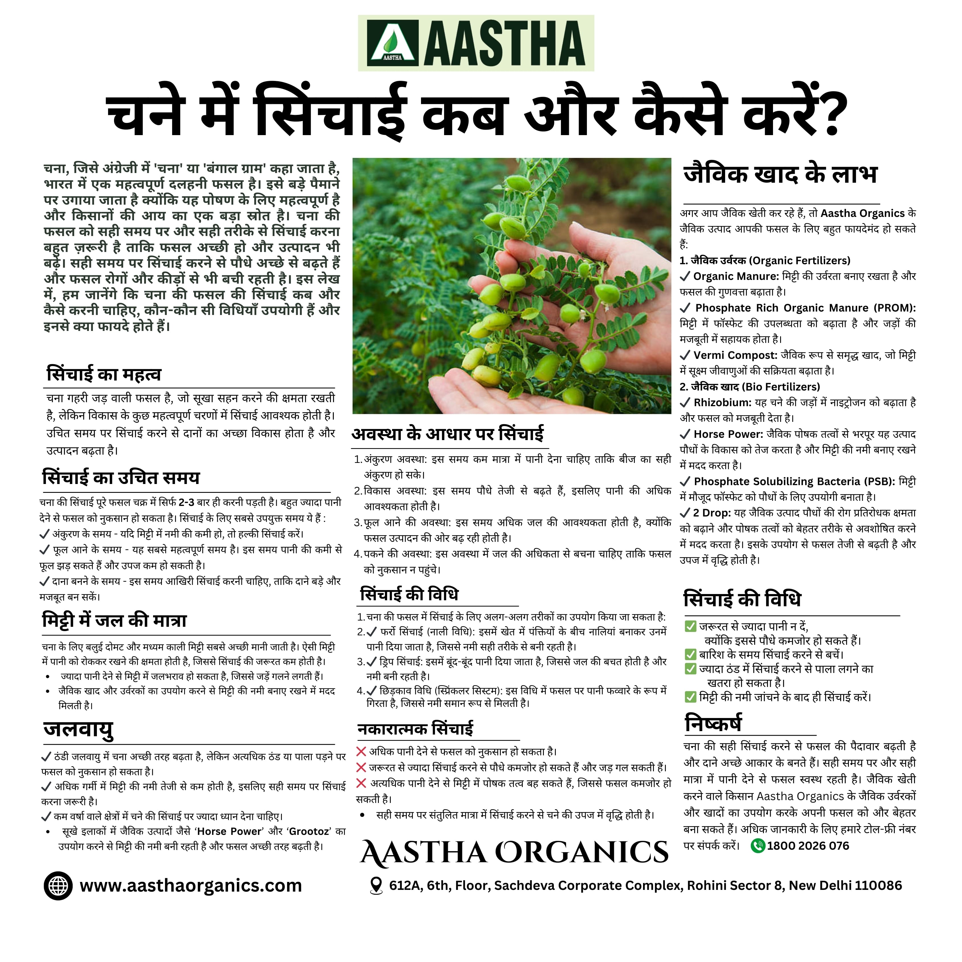 Chickpea Irrigation: The Right Time & Right Method